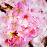 【三重】一足早く桜が見たいなら！ココおススメ