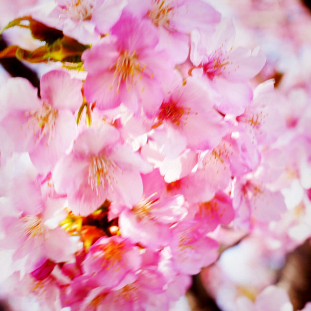 【三重】一足早く桜が見たいなら！ココおススメ