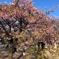 代代木公園
