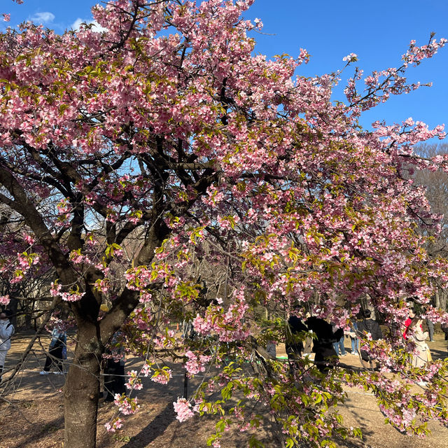代代木公園
