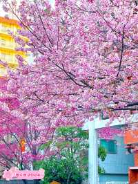 【藏前神社/東京都】ミモザと桜のコラボレーション