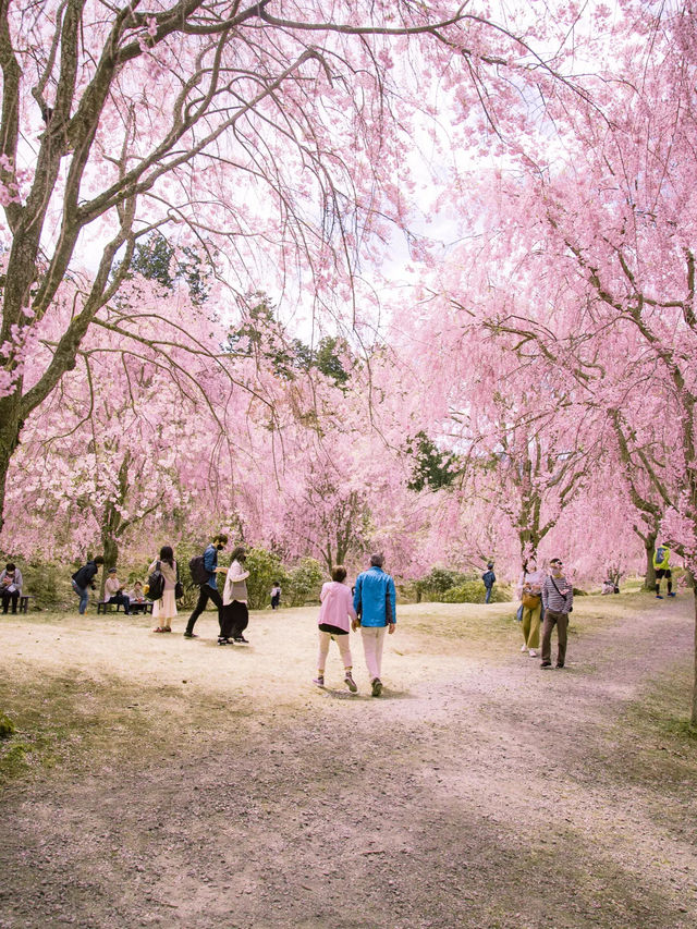 【1000本の枝垂れ桜が圧巻！😳】今週末に行くなら奈良県・高見の郷がおすすめ！🌸✨