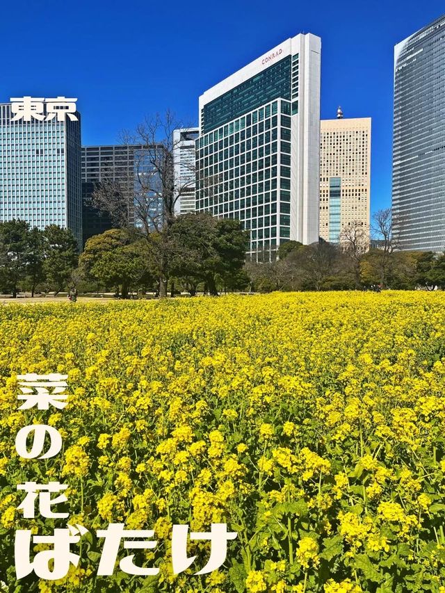 【東京|新橋】春を楽しむ菜の花畑🌼