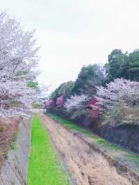 【東京のお花見スポットの定番】春の小花×桜が美しい昭和記念公園