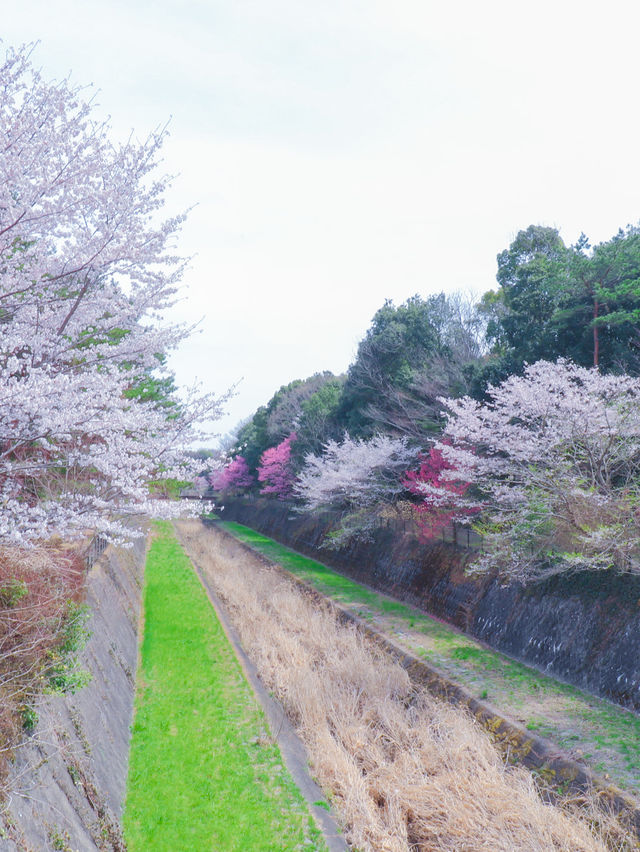 【東京のお花見スポットの定番】春の小花×桜が美しい昭和記念公園