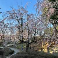 慶州🌸普門亭など散策