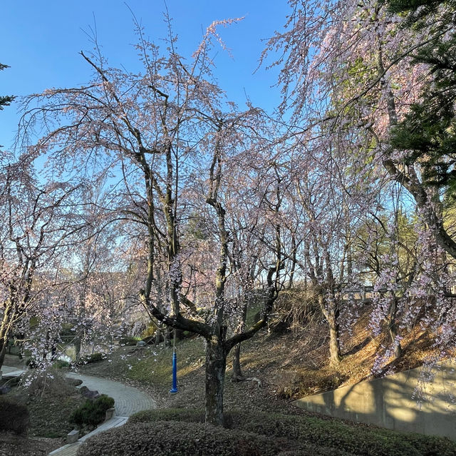 慶州🌸普門亭など散策