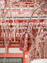 東京｜淺草寺櫻花美景 春日遊賞不可錯過🌸