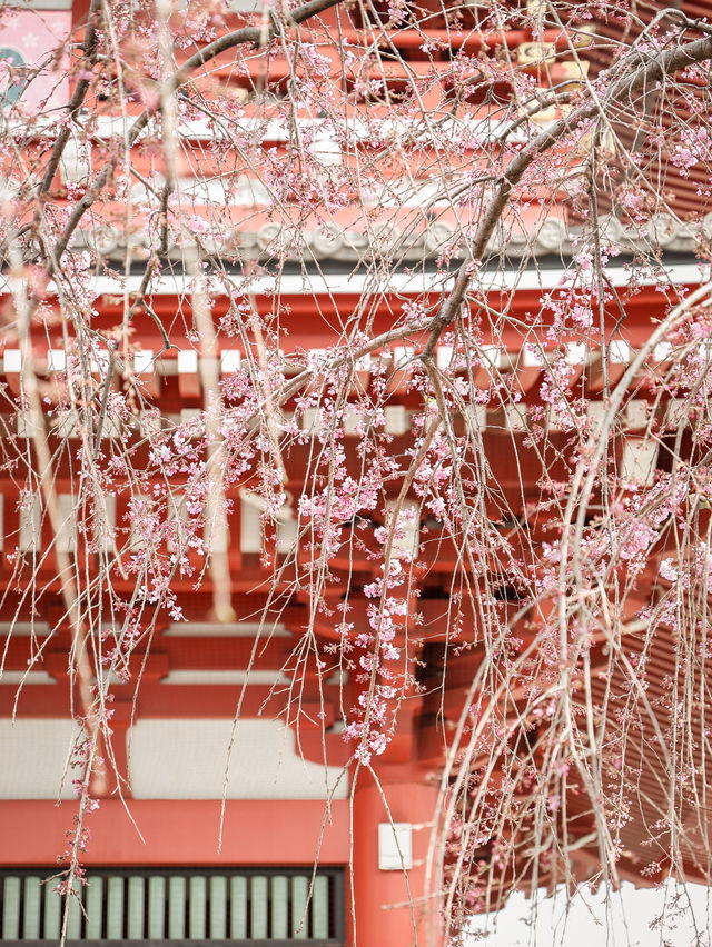 東京｜淺草寺櫻花美景 春日遊賞不可錯過🌸