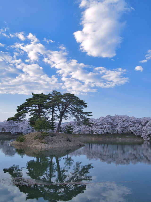 【長野・桜】まさに穴場の絶景✨リフレクションと残雪×桜はここ‼️