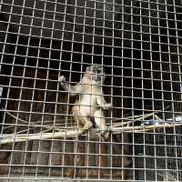 🦍🐒 ไปเที่ยว สวนสัตว์พาต้า 🐇🐖🐹 