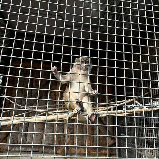 🦍🐒 ไปเที่ยว สวนสัตว์พาต้า 🐇🐖🐹 
