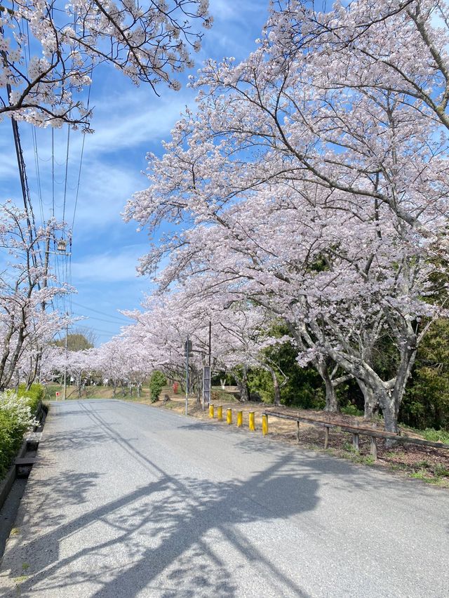 桜満開