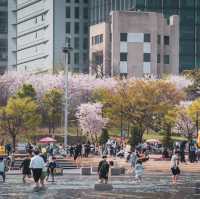 Beautiful CherryBlossomof YeouidoHangang Park