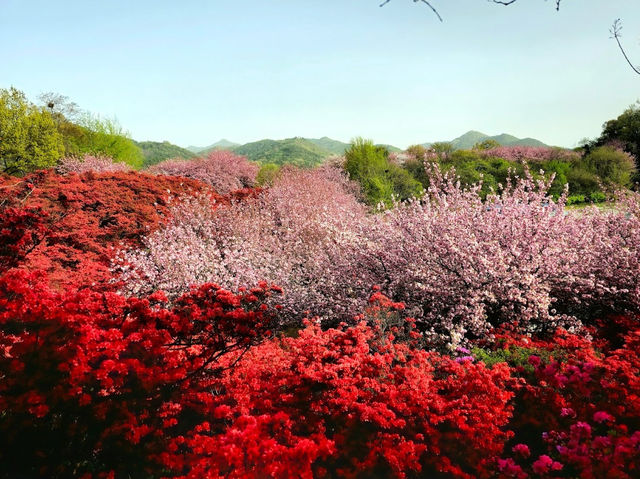 Cherry Blossom in Wansan Park