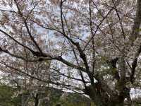 🌸京都圓山公園：櫻花海洋，兼具歷史氣息