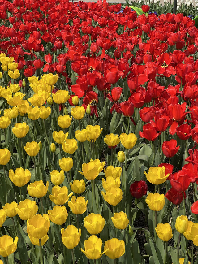 봄 축제🌸 에버랜드 튤립축제🌷 with 산리오