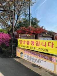 제1회 서부해당화 봄꽃축제🌸