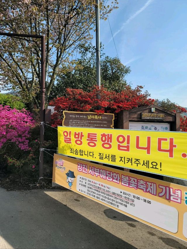 제1회 서부해당화 봄꽃축제🌸