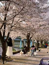 🌸여의도 못지 않은 벚꽃명소! 이제는 모두가 알고있는 안양천