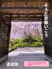 そうだ京都行こう🌸雅な桜を楽しもう🌸退蔵院