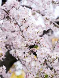 Cherry Blossom Season!