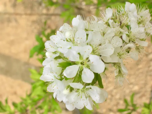 White cherry blossoms exude a pure and beauty🌸🇹🇼