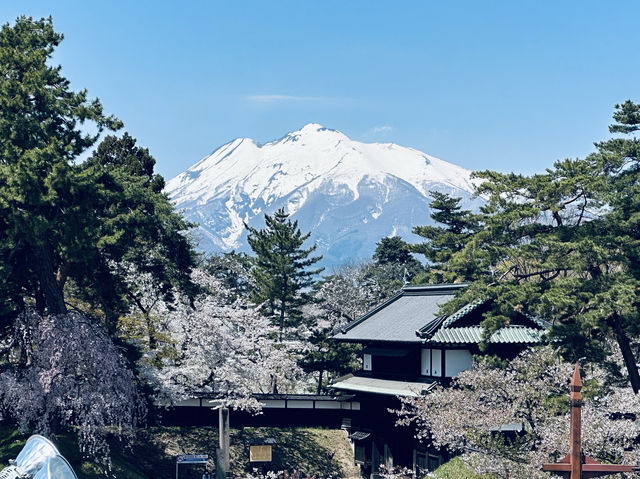 弘前公園櫻花適合春天遊玩