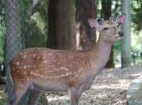 【奈良公園】鹿迎新春，適合春天遊覽