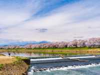 白石川堤一目千本櫻