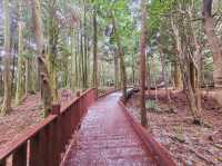 Calming at Seogwipo Forest of Healing