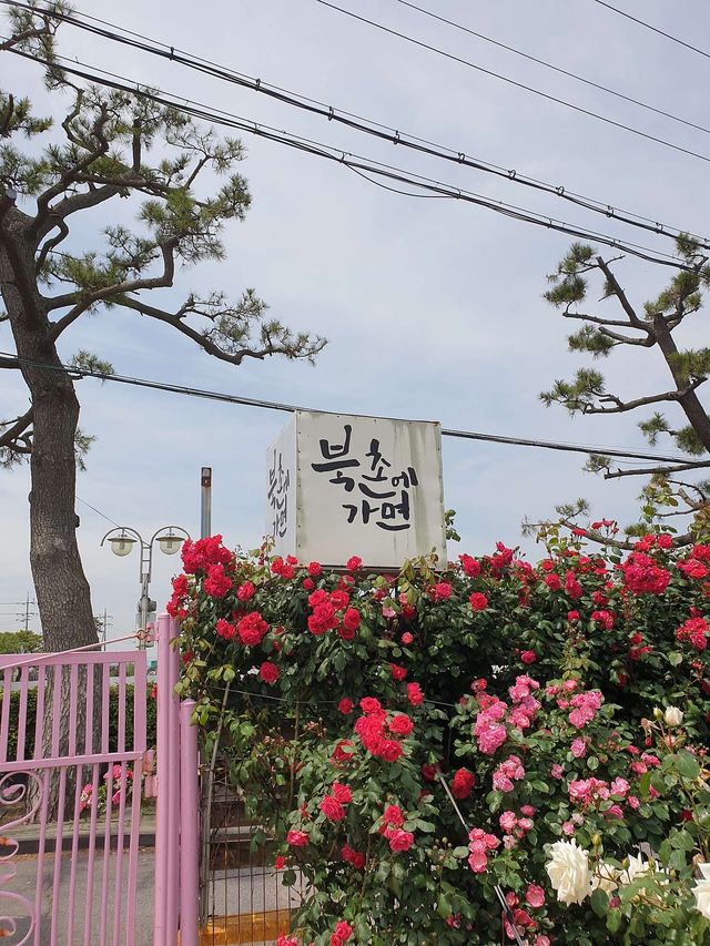 🧡🌸🕊️제주 장미축제 명소 북촌에가면 