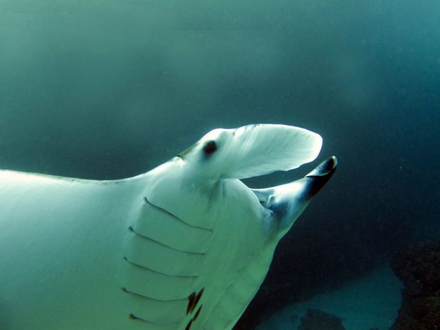 Sipadan, Diver’s Paradise