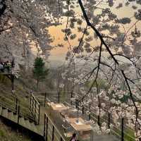 이천 나만 알고싶은 벚꽃 명소🌸