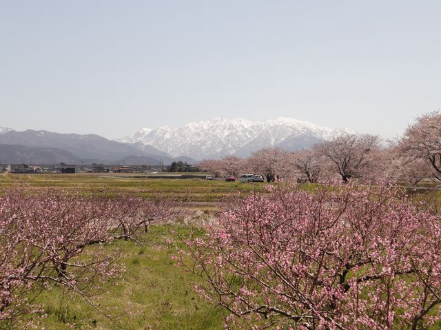 奏でましょう🎵春の四重奏