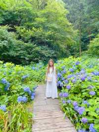 明月院の紫陽花
