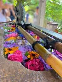 【茨城】紫陽花の水中花が絶景すぎる💙一度は行きたいあじさい寺