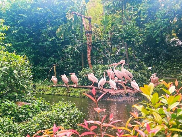 🦓 Visit Singapore Zoo
