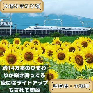 大垣的向日葵花田