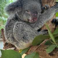 Magnetic Island Trip 