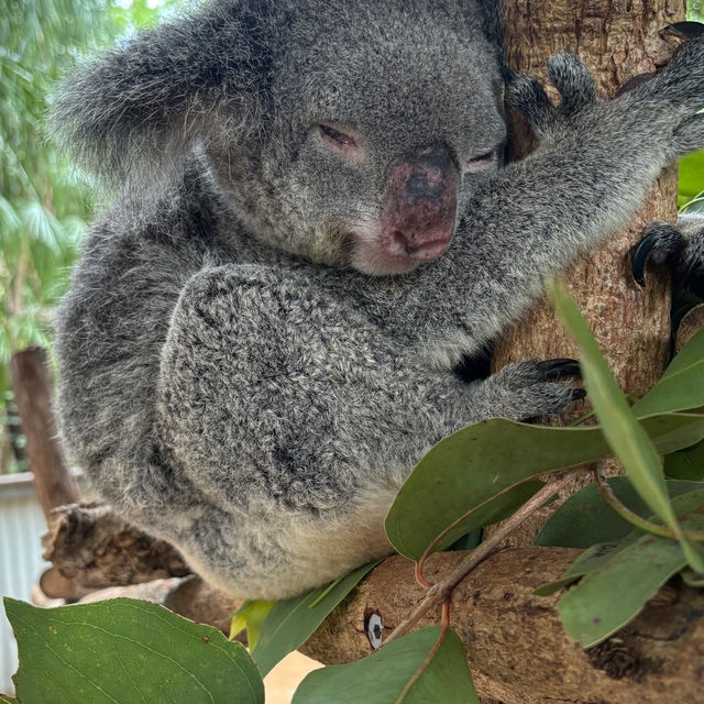 Magnetic Island Trip 