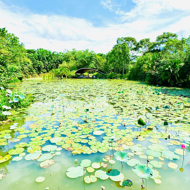 🇸🇬 Wetlands at Gardens by the Bay
