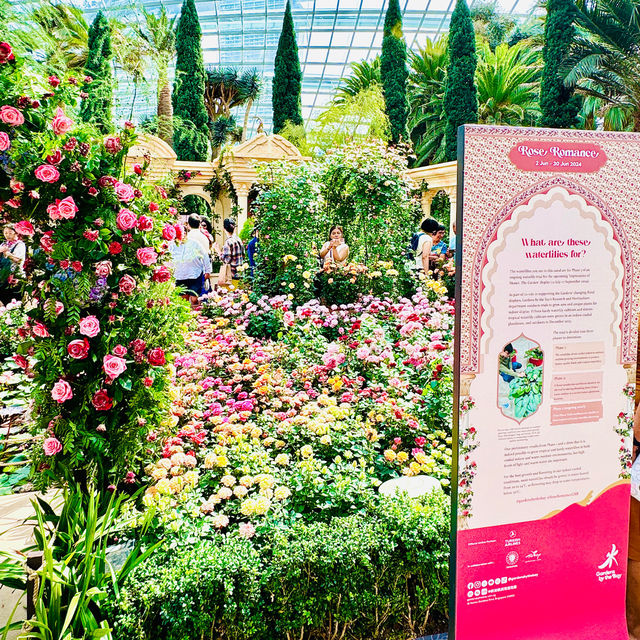 🇸🇬 Embark on a Rose Journey 