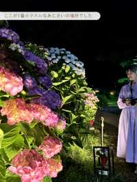 【 神奈川/ 小田原 】あじさいライトアップかなり穴場