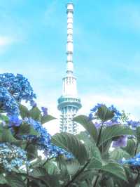 【東京】紫陽花おすすめスポット3選𓂃 𓈒𓏸❁⃘