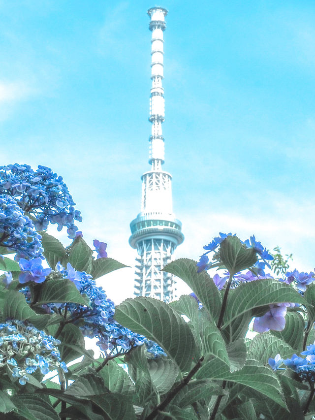 【東京】紫陽花おすすめスポット3選𓂃 𓈒𓏸❁⃘