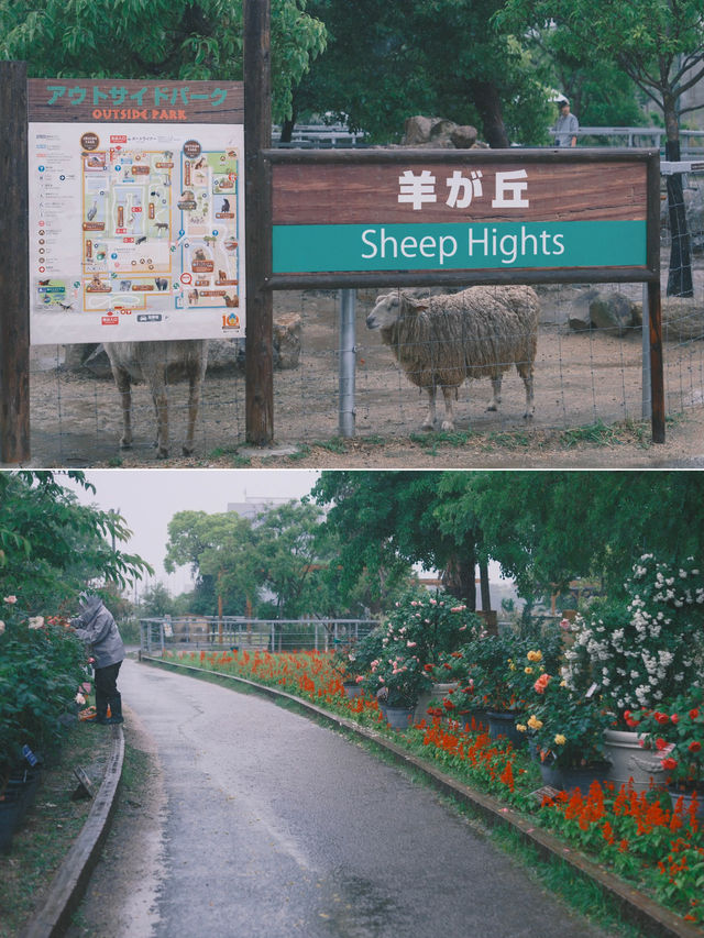 日本｜ 神戶動物王國 近距離接觸水豚君～