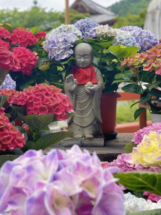 圧巻！大仏様とカラフルな紫陽花のコラボ🤗💠💐✨