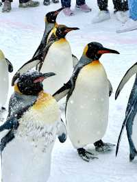 【北海道】旭山動物園：札幌最強！本地人推薦🇯🇵鍾情特色動物造型餅乾！