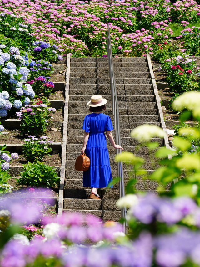 圧巻の紫陽花グラデ💠一度は行きたい愛知のあじさい名所☺️💠